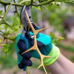 Buy Garden Plat Branch Cutter and Pruner